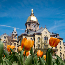 main building with tulips