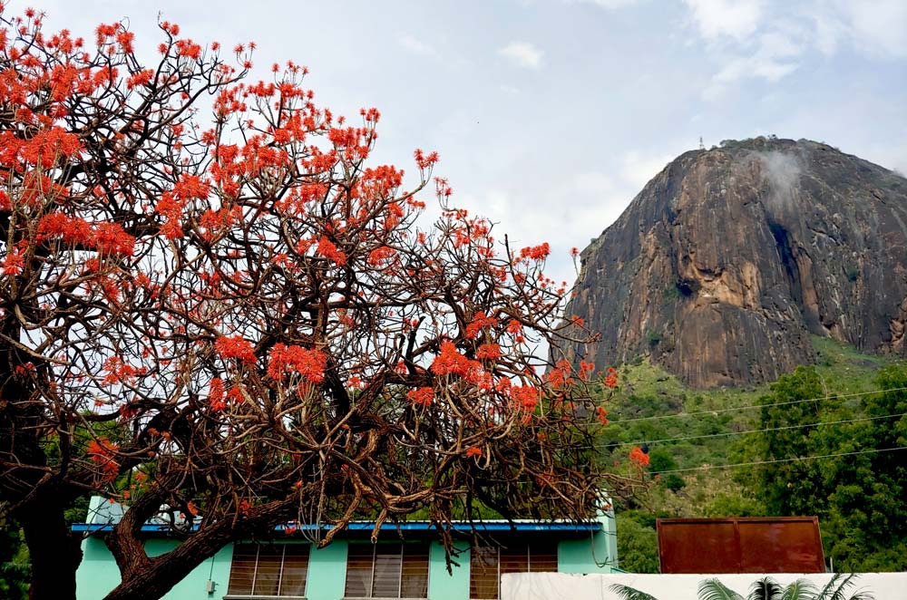 tree and building in front of mountain