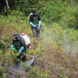 men spraying poison on coca plants